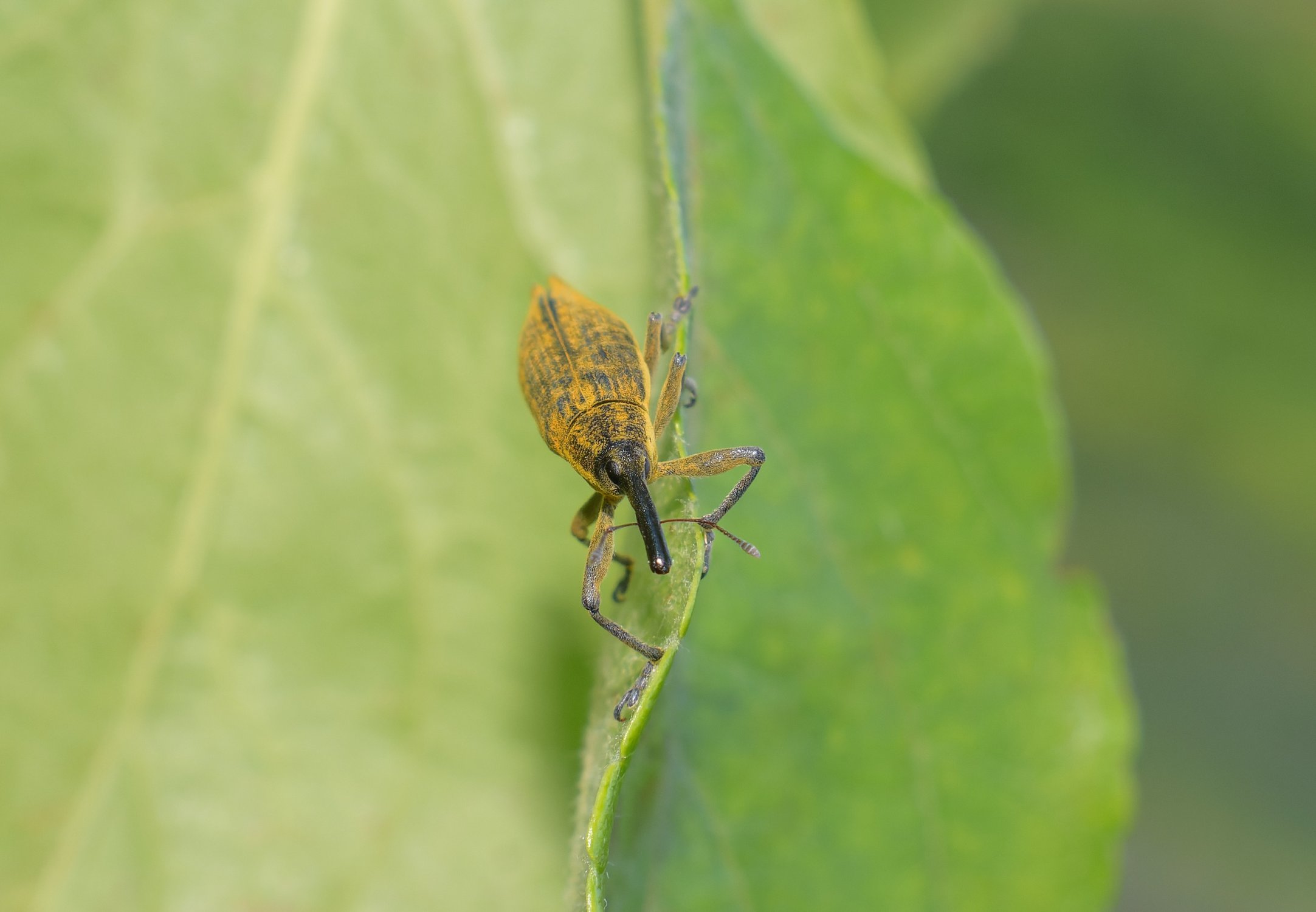 Любознательная долгоносиха