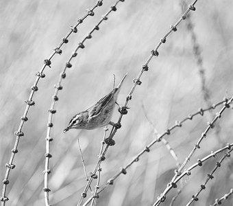 Против шерсти