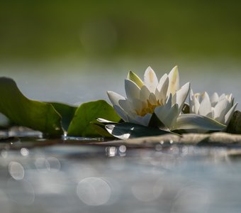 Белая кувшинка