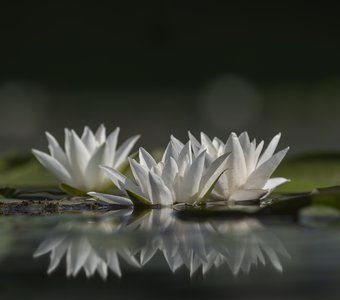 Белая кувшинка