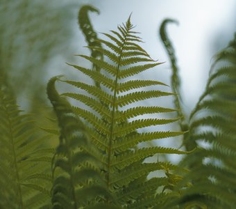 В зарослях папоротника