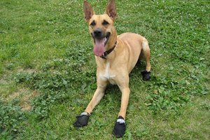 В США собак-ищеек обули в ботиночки во время футбольного матча