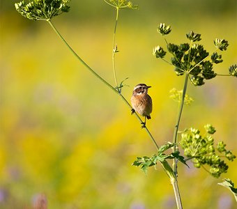 Луговой чекан