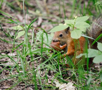 Побег из гнезда