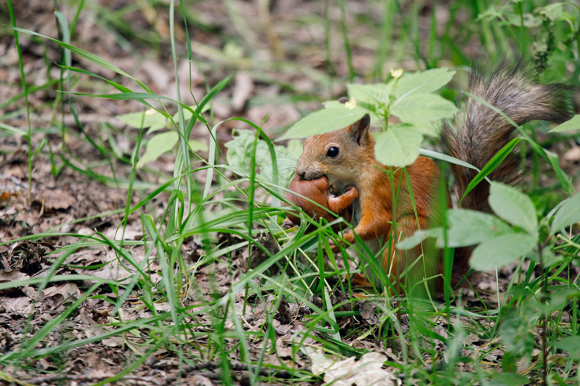 Побег из гнезда