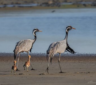 Ячейка птичьего общества