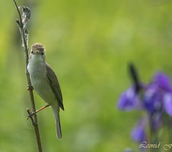 Бормотушкин портрет