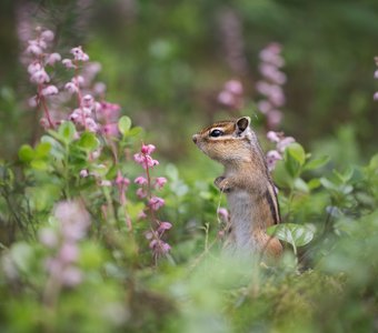 В каком ухе звенит?