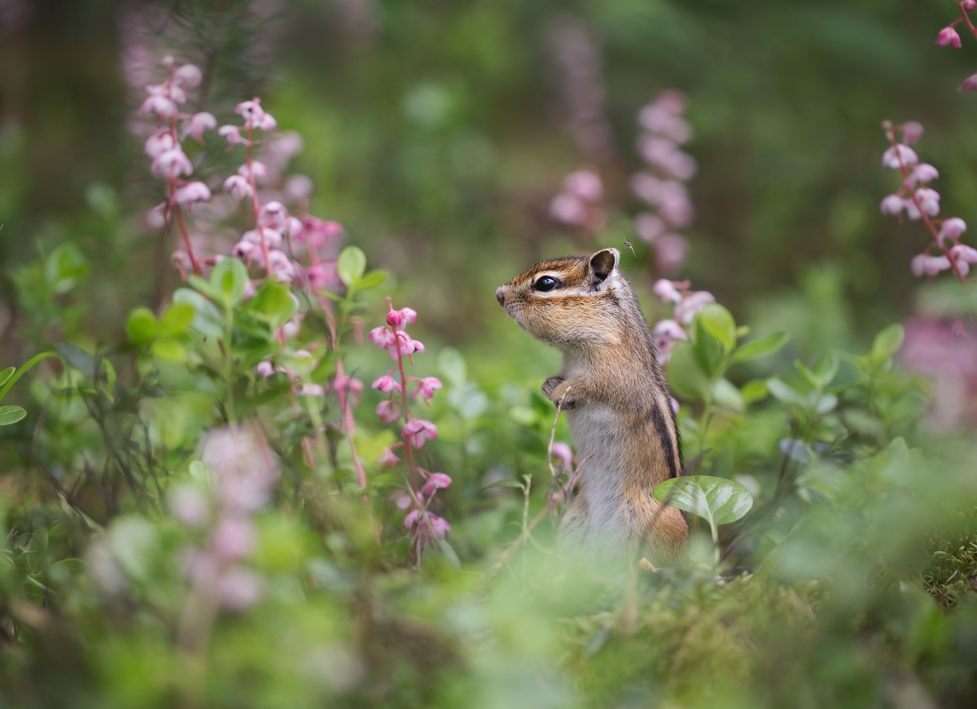 В каком ухе звенит?
