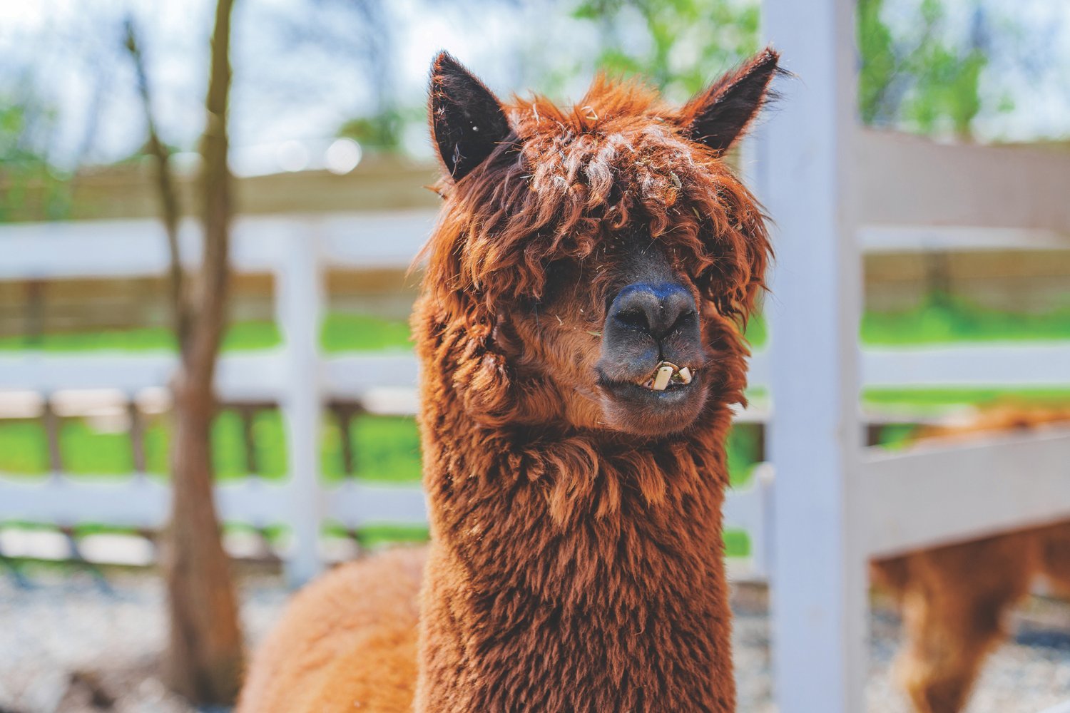 Фото: Парк «Ферма Альпак» в Темнолесской