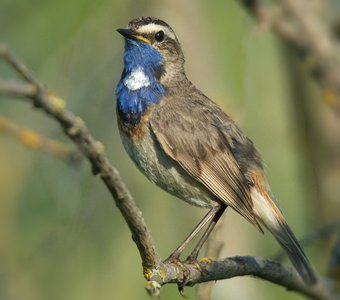 Белозвёздный