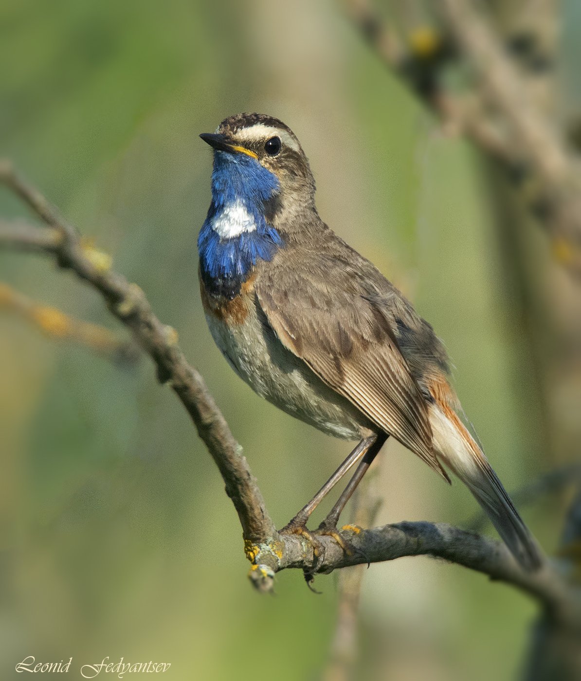 Белозвёздный