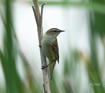 Портрет Барсучка