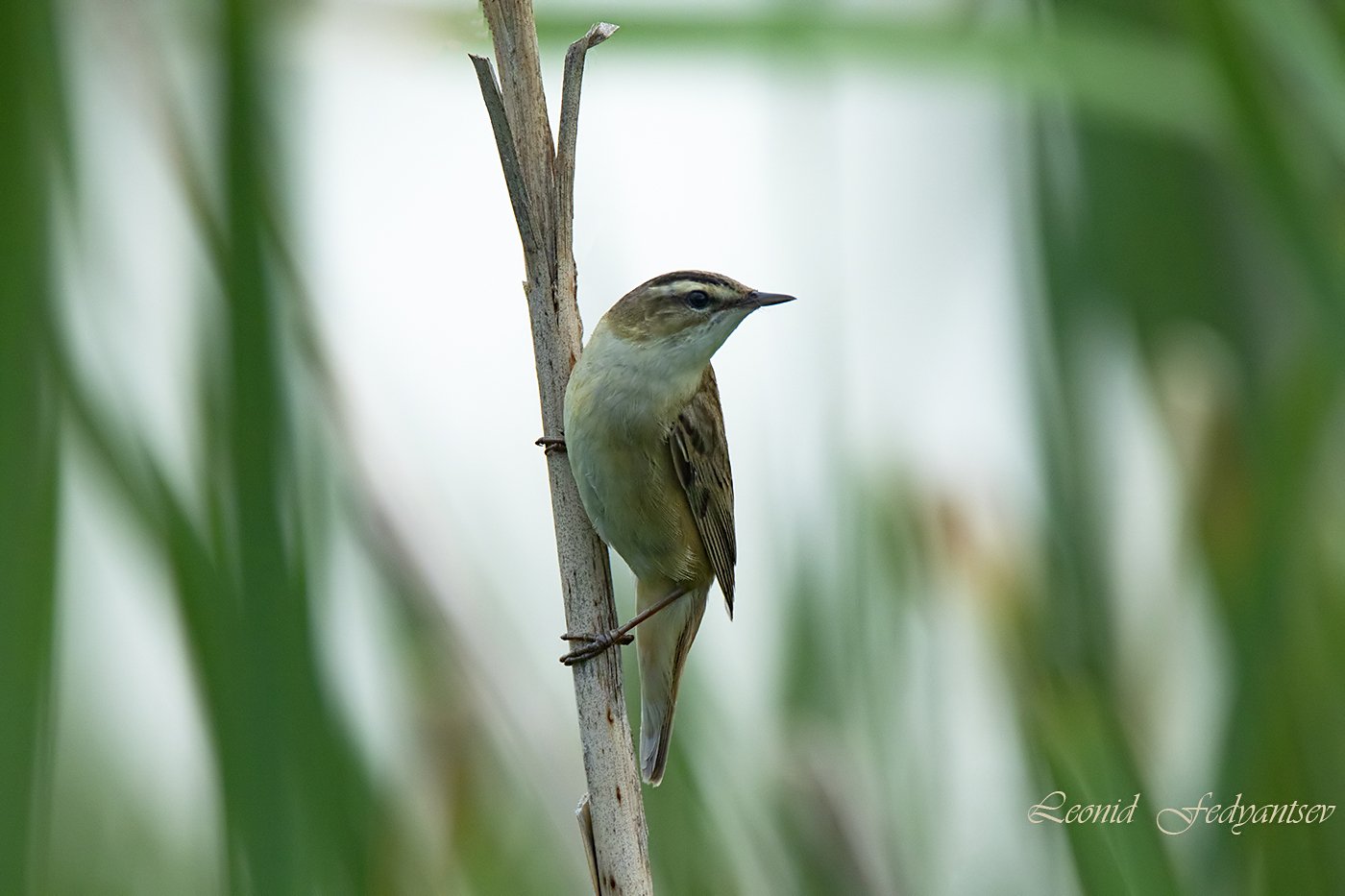 Портрет барсучка