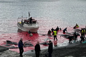 На Фарерских островах рыбаки забили 95 черных дельфинов