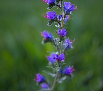 Синяк обыкновенный