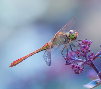 Пастельное утро
