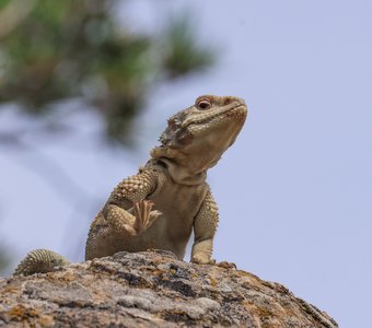 Кавказская агама