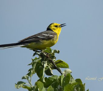 Пою как могу!