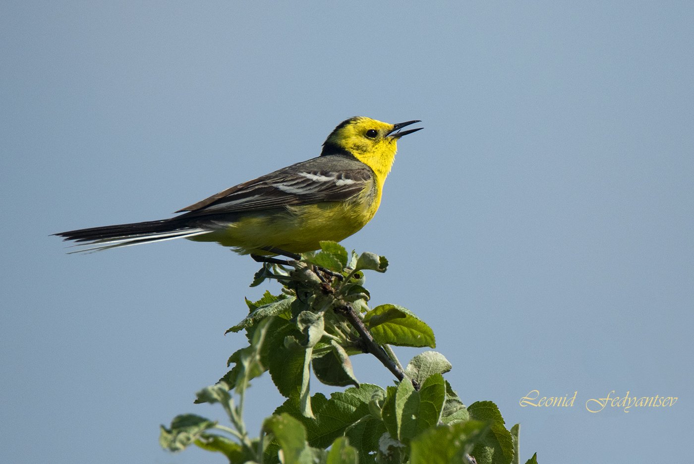 Пою как могу!
