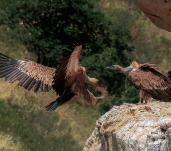 Гнездо Белоголового Сипа..