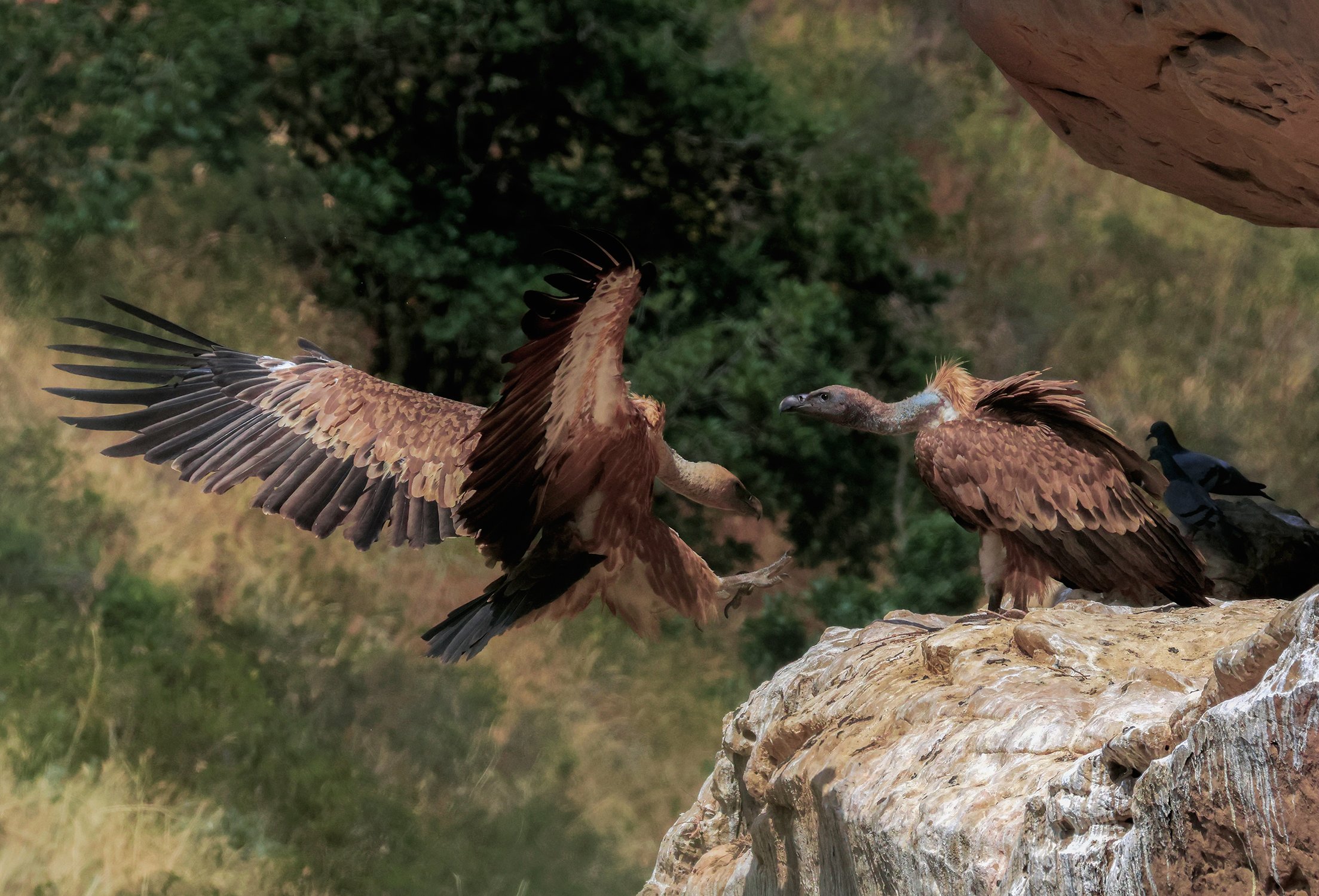 Гнездо белоголового сипа