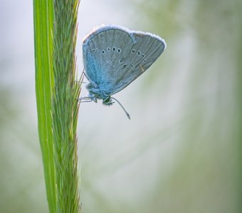 Голубянка лесная