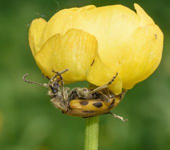 «Покоряя вершину»