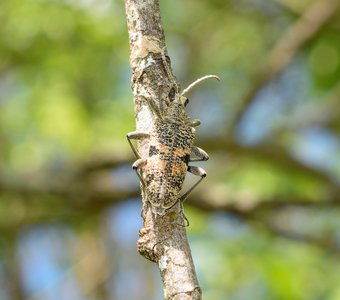 Ребристый рагий — мастер маскировки