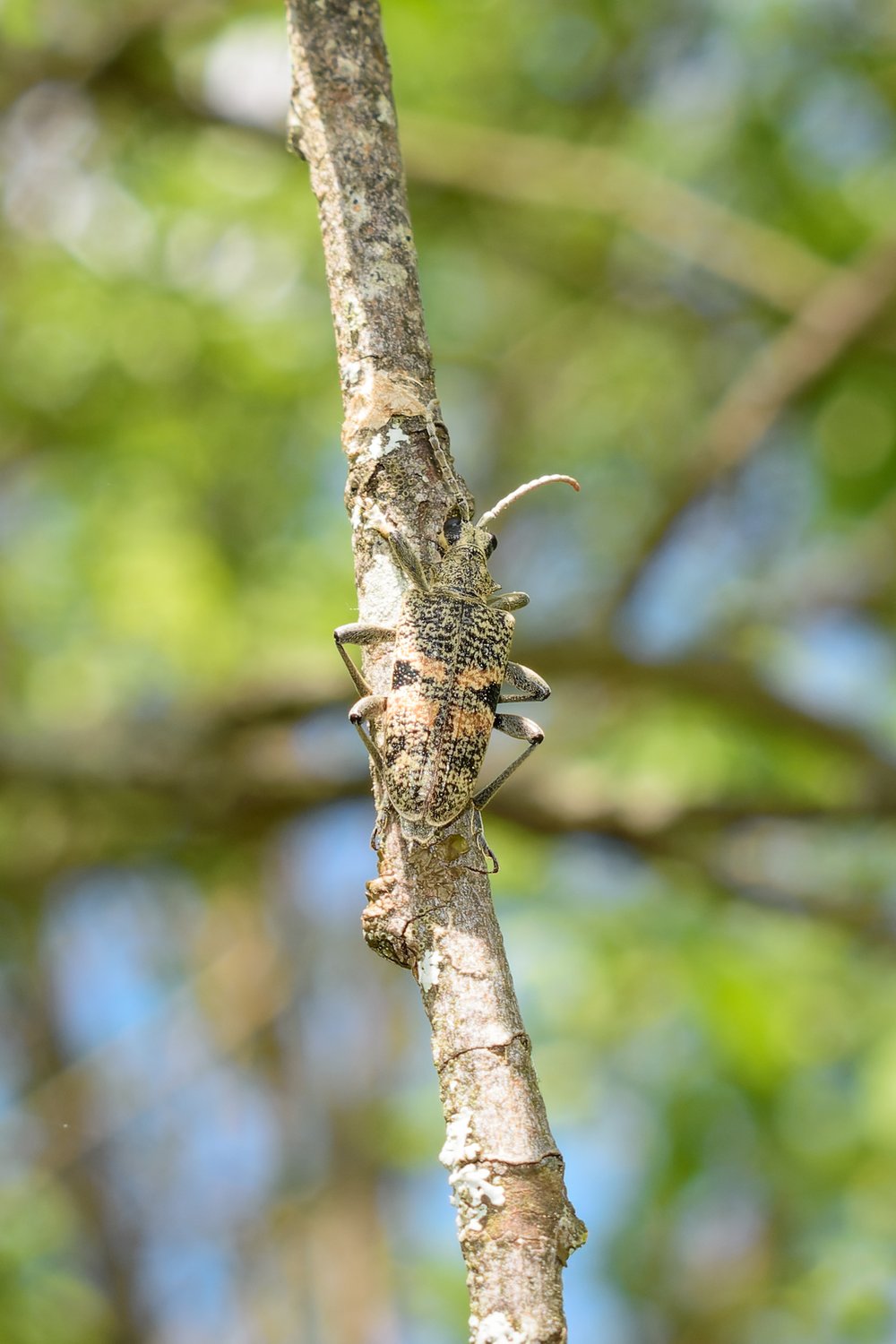 Ребристый рагий — мастер маскировки