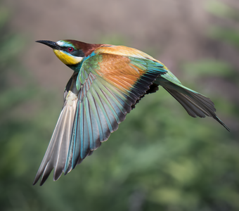 Золотистая щурка (Merops apiaster)