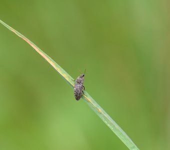 Природный минимализм: Серый щелкун на травинке