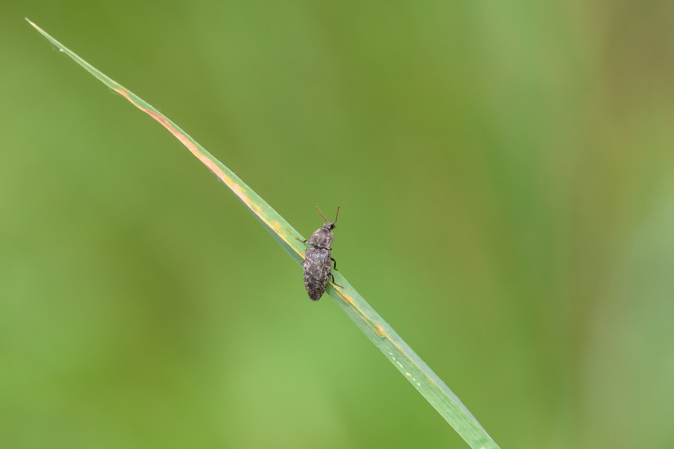 Природный минимализм: серый щелкун на травинке