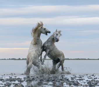 Битва титанов