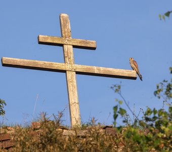 Мудрый сокол