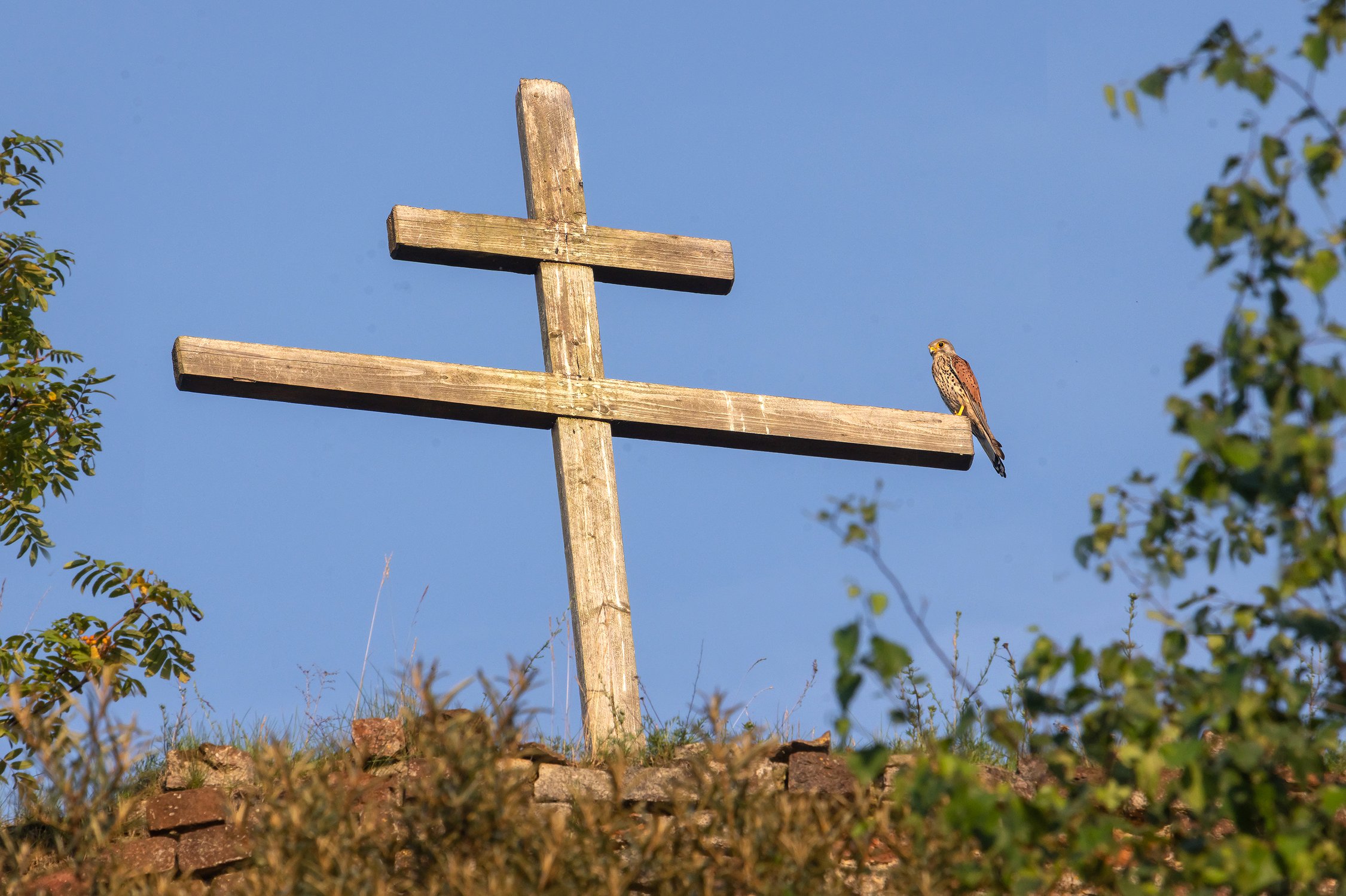 Мудрый сокол