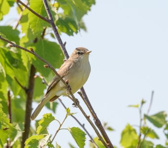Северная бормотушка не сводит с меня глаз
