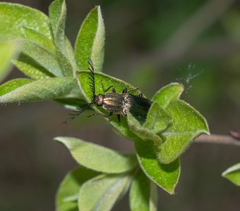 Фотогеничный жук