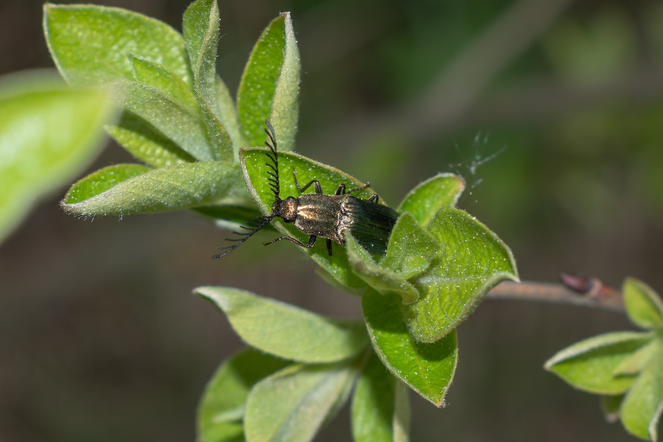 Фотогеничный жук