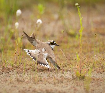 Реверанс от зуйка