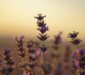 Крымская лаванда