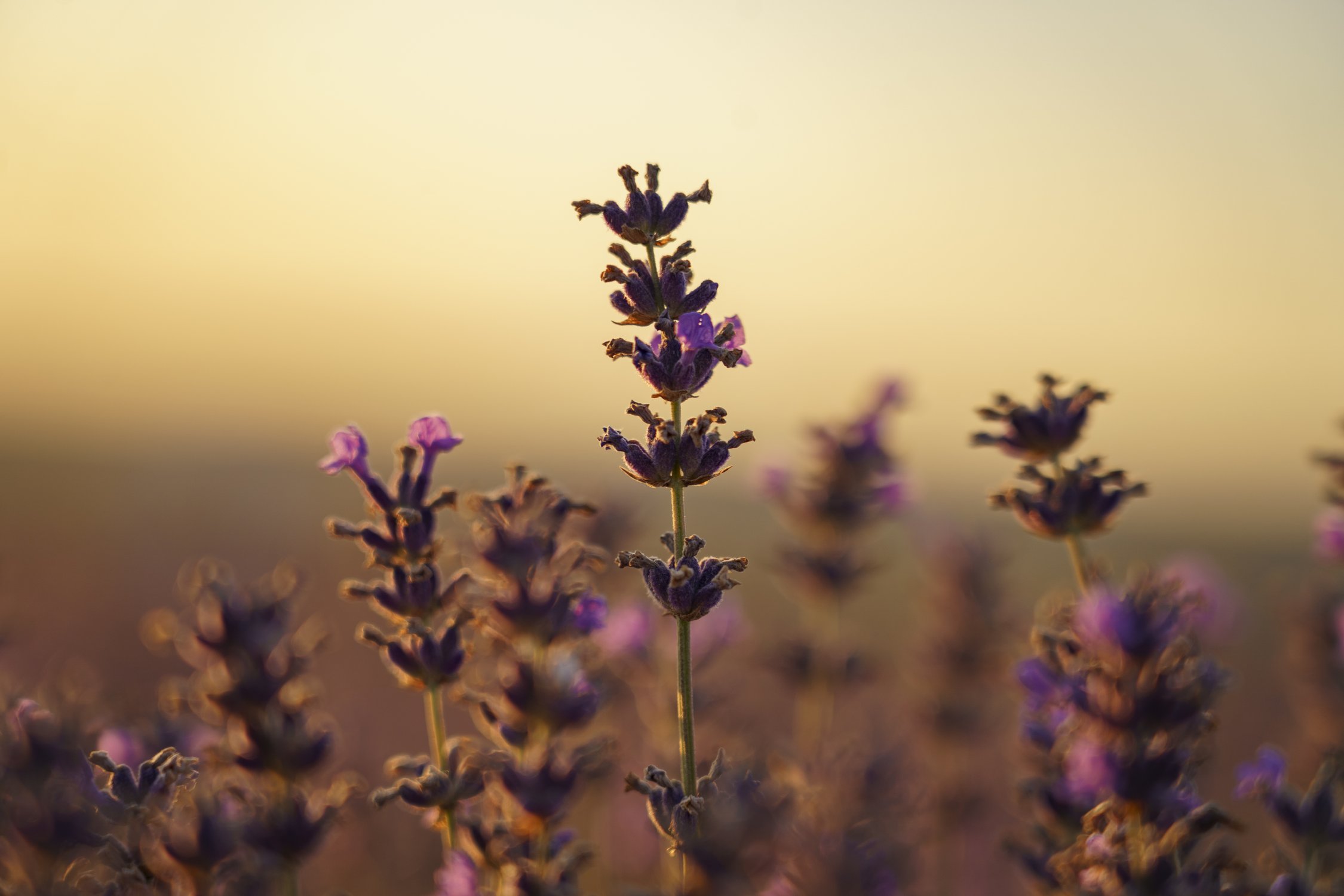 Крымская лаванда