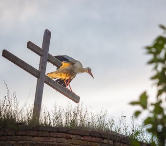 Тяжёл родительский крест у аистов.
