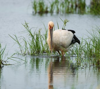 Дальневосточный аист