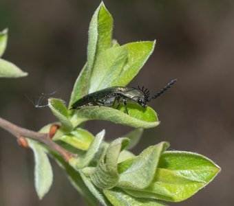 Невероятный красавец — гребнеусый щелкун