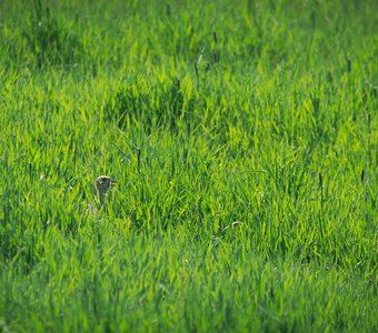 В густой траве