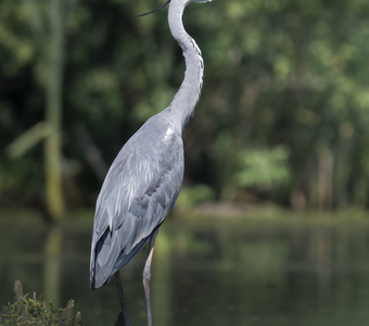 Серая цапля (Ardea cinerea)