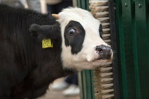 Весёлый коровяк: турнир по метанию навоза собрал в Пермском крае тысячи гостей