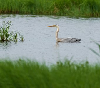 Серая цапля