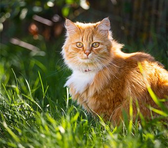 Хорошо в деревне летом!